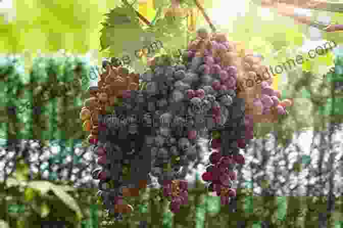 A Close Up Photograph Of A Bunch Of Ripe Grapes Hanging From A Vine Pennsylvania Wine: A Taste Of The Complex Story Of The Pennsylvania Wine Industry