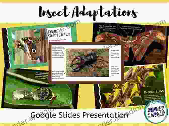 A Collage Of Insects Representing The Diverse Adaptations And Specializations For Flight Across Different Insect Species. Biophysics Of Insect Flight (Springer In Biophysics 22)