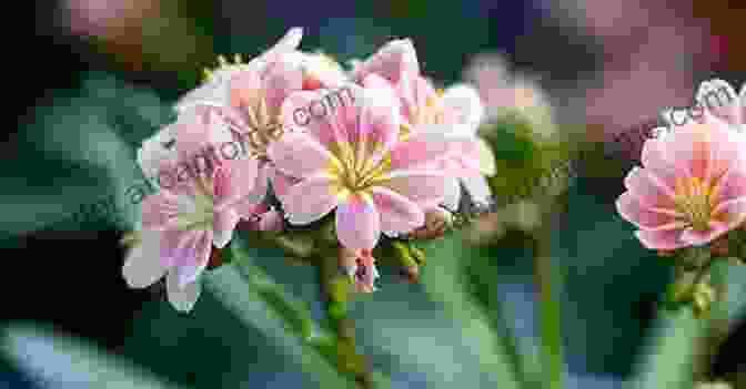 A Delicate Flower Blooms Amidst The Ruins After A Storm, Symbolizing The Potential For New Beginnings And Growth. Life After The Storm: One Family S Journey And Resilient Spirit As They Survived And Recovered From The Deadliest Tornado To Hit The U S In Six Decades