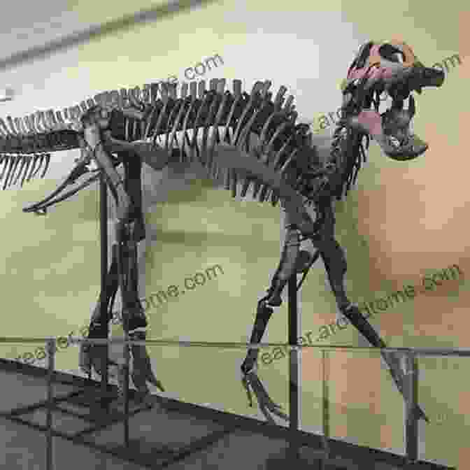 A Fossil Of A Dinosaur Skeleton Fossils Picture 1: The Past