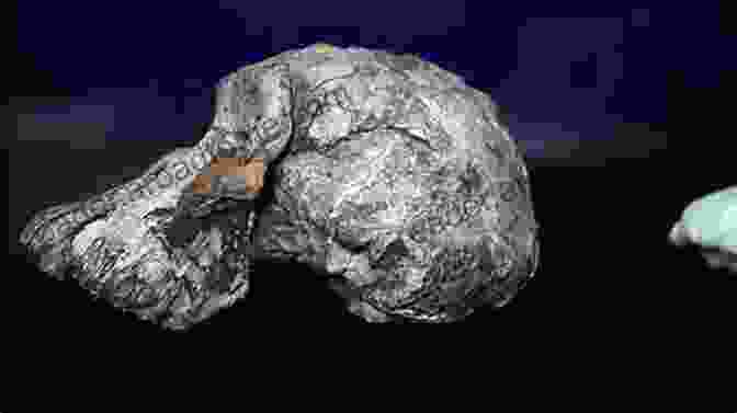 A Fossil Of A Human Skull Fossils Picture 1: The Past