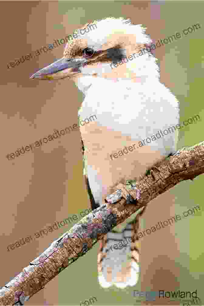 A Laughing Kookaburra Perched On A Tree Branch Animals Of Australia