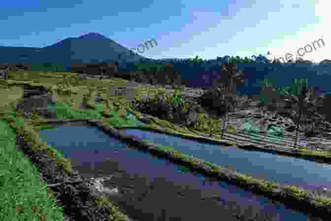 A Lush Rice Terrace In The Subak Cultural Landscape, Showcasing The Intricate Irrigation System Balinese Architecture Discover Indonesia (Discover Asia)