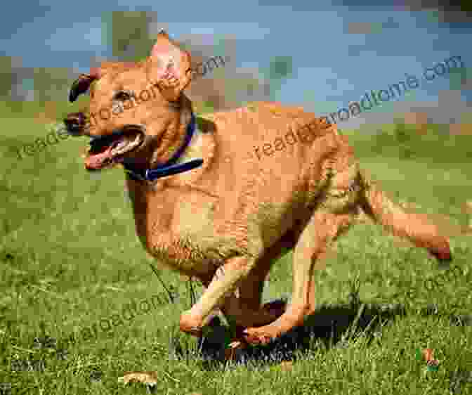 A Man And His Enthusiastic Labrador Retriever Run Happily Through A Meadow, Symbolizing The Shared Joy And Adventure That Dogs Bring To Our Lives. Pocket I Ching: The Best Friend In Your Pocket