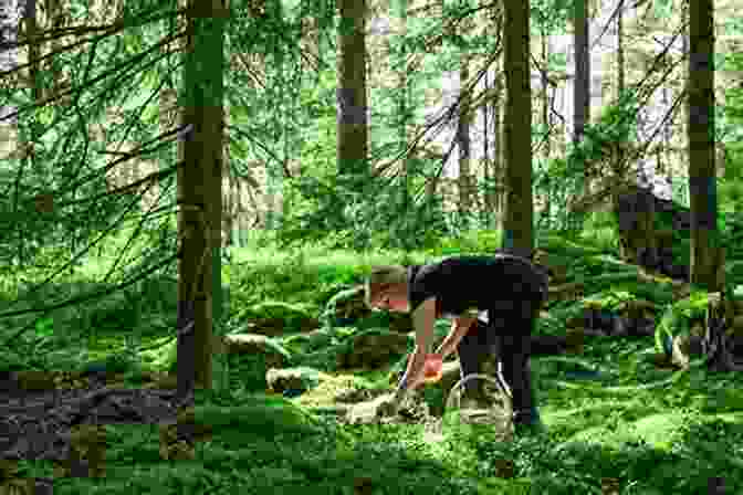 A Person Foraging For Berries In The Forest Practicing Primitive: A Handbook Of Aboriginal Skills