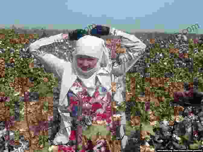 A Young Child Works In A Cotton Field In Uzbekistan. Cotton Cultivation And Child Labor In Post Soviet Uzbekistan