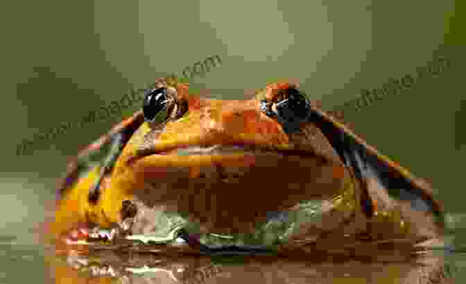 Amphibian With Fragmented And Glitched Appearance Photographs Of Amphibians (Find Glitch 1)