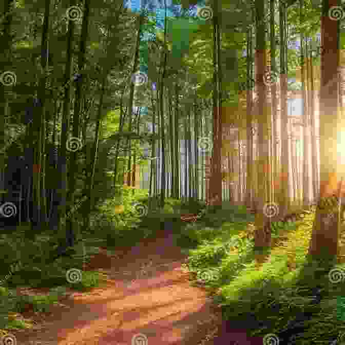 An Enchanting Photograph Of A Sun Dappled Forest Path The Of Mountains And Rivers