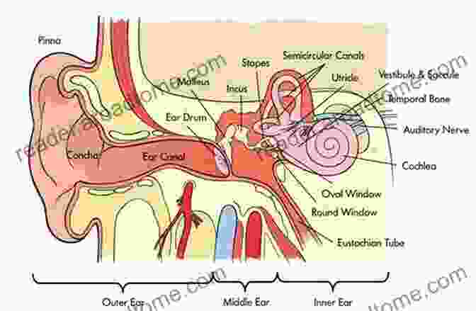 Anatomy Of The Auditory System, Showing The Outer, Middle, And Inner Ear. The Neurology Of The Auditory And Vestibular Systems