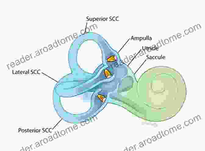 Anatomy Of The Vestibular System, Showing The Semicircular Canals And Otolith Organs. The Neurology Of The Auditory And Vestibular Systems