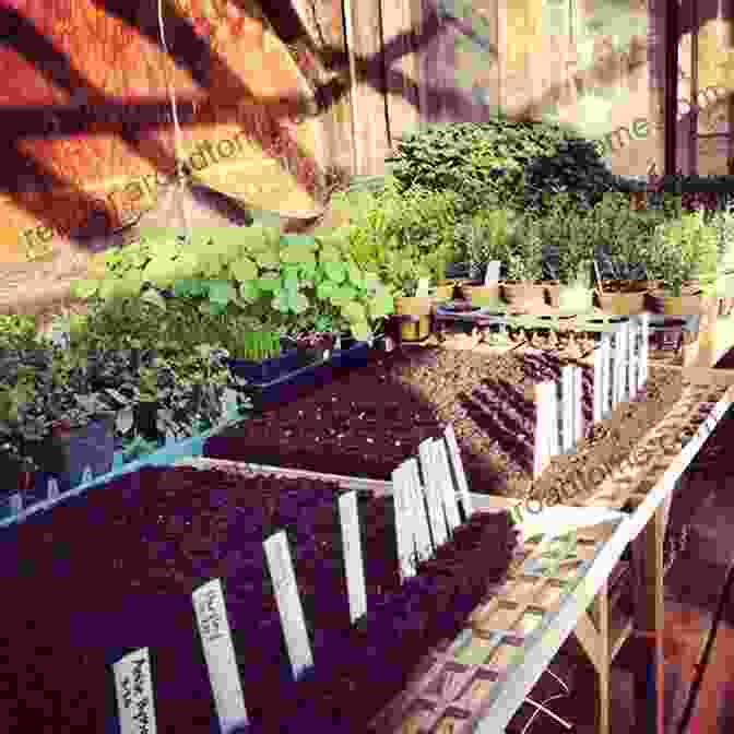 Assortment Of Plants And Seedlings In A Greenhouse, Ready For Selection And Propagation. Growing Green Things