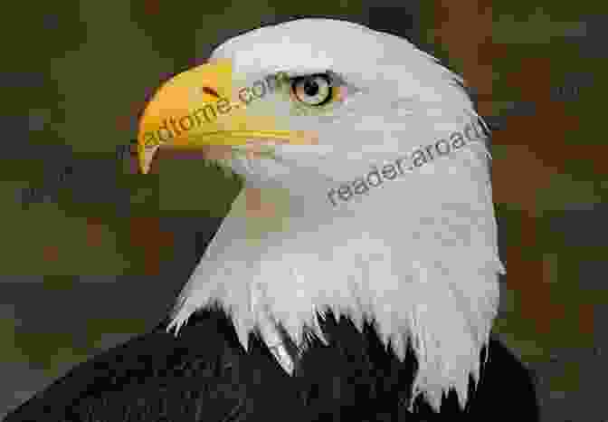 Bald Eagle, The National Bird Of The United States The National Birds Of 119 Countries In The World