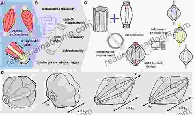 Biomimetic Artificial Muscles Biomimetic Robotic Artificial Muscles