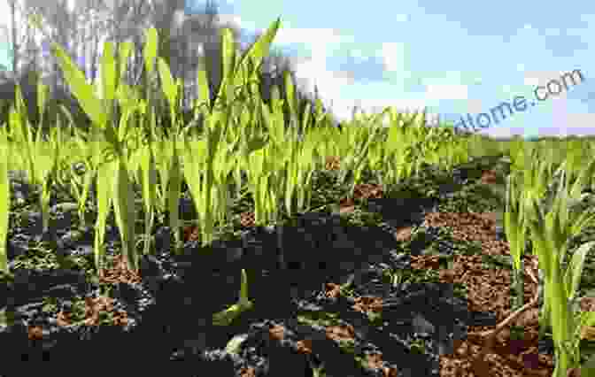 Close Up Of Nutrient Rich Soil Being Tilled And Prepared For Planting. Growing Green Things