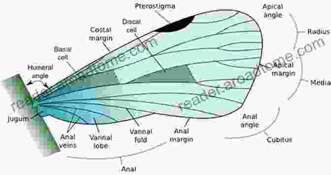 Diagram Of An Insect Wing Showing Its Complex Veins And Structure. Biophysics Of Insect Flight (Springer In Biophysics 22)