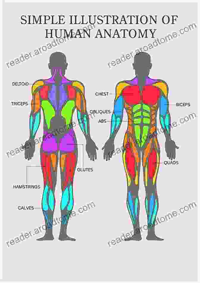 Diagram Of Biological Muscles Biomimetic Robotic Artificial Muscles