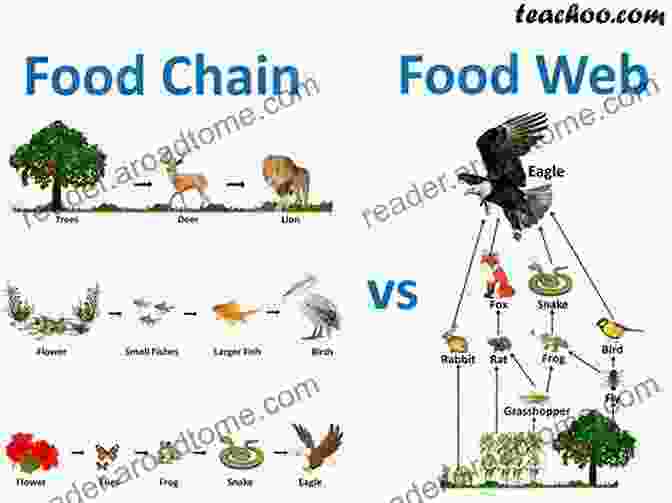 Diagram Of The Program Content Food Chain Ethernet Matters Issue 2: The Program Content Food Chain Content Transport Defined UDP TCP Virtualization