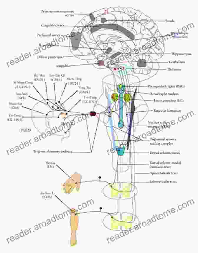 Diagram Showing The Neural Pathways And Sensory Inputs Involved In Insect Flight Control. Biophysics Of Insect Flight (Springer In Biophysics 22)