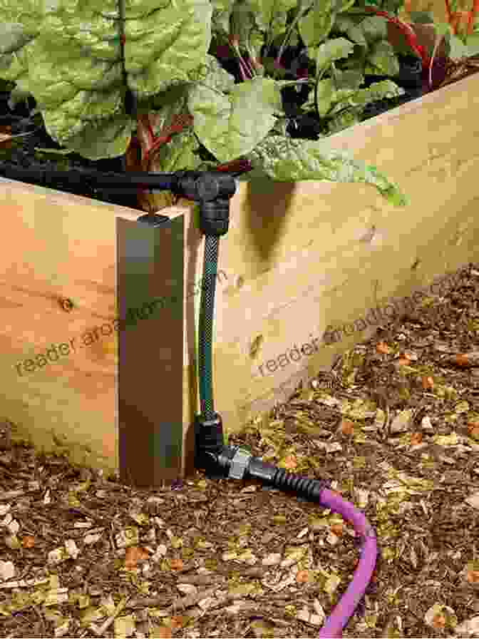 Gardener Carefully Watering Plants In A Raised Bed, Surrounded By Lush Greenery. Growing Green Things