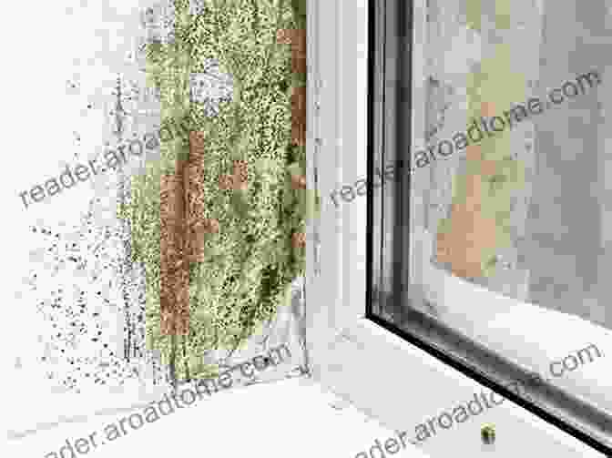 Image Of Mold Growth On A Wall Recognition Evaluation And Control Of Indoor Mold