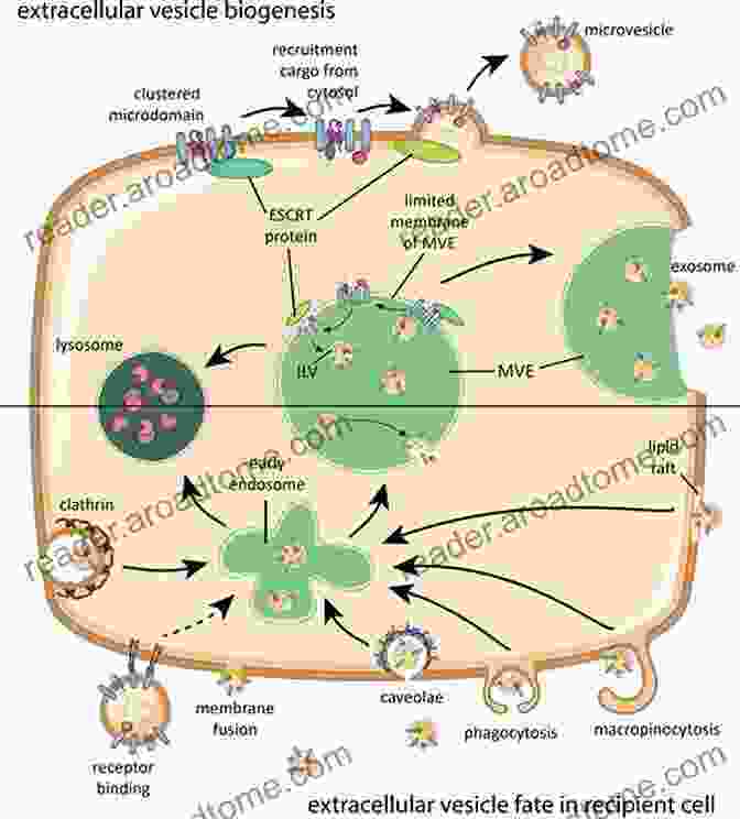 Immunological Techniques Fungal Extracellular Vesicles: Biological Roles (Current Topics In Microbiology And Immunology 432)