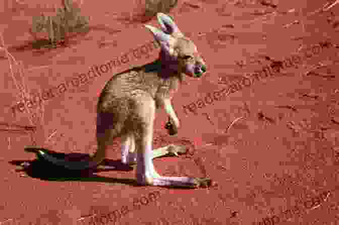 Little The Joey Exploring The Australian Outback Harry The Huntsman: Come On A Lively Adventure Through The Great Australian Outback With A Little Spider That Isn T Quite Like The Others