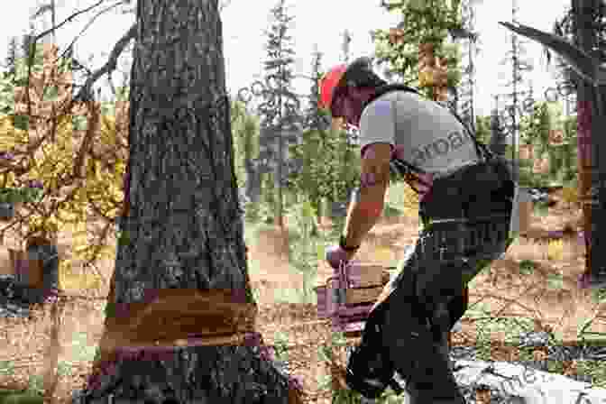 Lumberjacks Felling Trees In The Forest Of Dean The Old Industries Of Dean