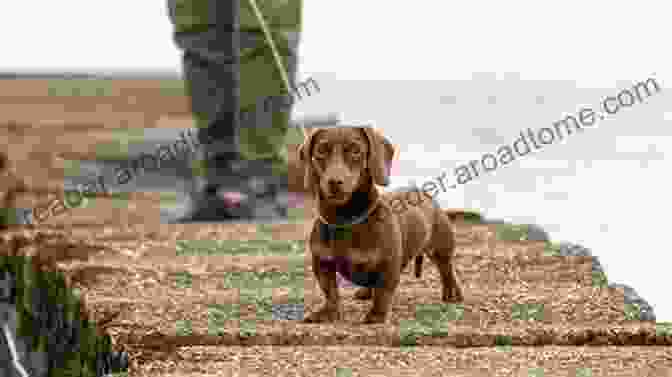 Miniature Dachshund Enjoying A Walk In The Park The Complete Guide To Miniature Dachshunds: A Step By Step Guide To Successfully Raising Your New Miniature Dachshund