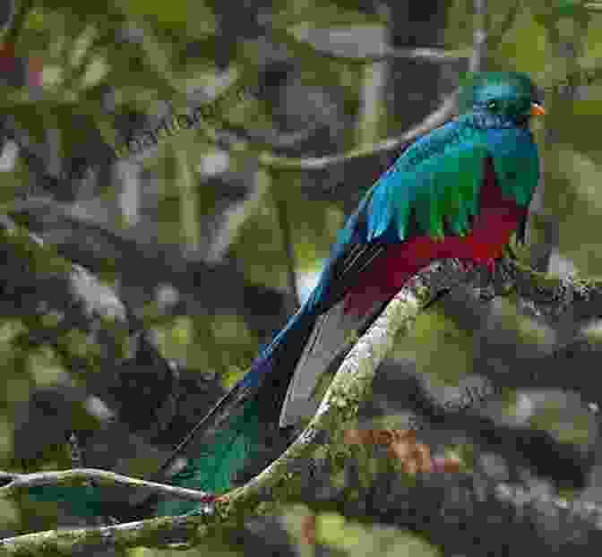 Quetzal, The National Bird Of Guatemala The National Birds Of 119 Countries In The World