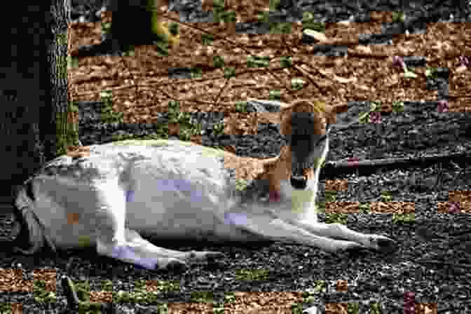 Ruru Deer Lying On The Forest Floor, An Arrow Pierced Through Its Side, Its Eyes Expressing A Mix Of Pain And Serenity Story Of Ruru Deer (Ruru Jatak) : (Ruru Jatak) (Sineru On Illustrated Stories Of The Buddha 2)