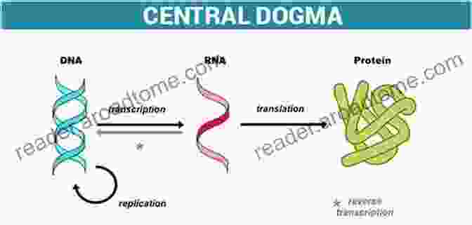 Schematic Diagram Illustrating The Central Dogma Of Molecular Biology, Highlighting The Flow Of Genetic Information From DNA To RNA To Protein. The Principles Of Biochemistry Lehninger S: Full 6th Edition