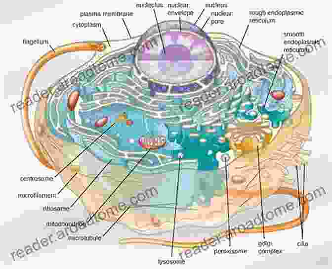 Schematic Diagram Of A Eukaryotic Cell, Showcasing The Intricate Organization And Compartmentalization Of Cellular Structures. The Principles Of Biochemistry Lehninger S: Full 6th Edition