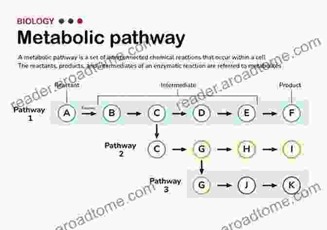 Schematic Representation Of Interconnected Metabolic Pathways Within A Cell, Illustrating The Dynamic Flow Of Metabolites And Energy. The Principles Of Biochemistry Lehninger S: Full 6th Edition