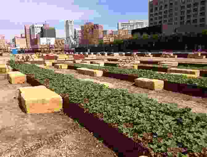 Thriving Urban Farm With Lush Greenery And Vibrant Colors The Urban Food Revolution: Changing The Way We Feed Cities