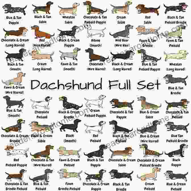 Variety Of Miniature Dachshund Coat Colors And Patterns The Complete Guide To Miniature Dachshunds: A Step By Step Guide To Successfully Raising Your New Miniature Dachshund