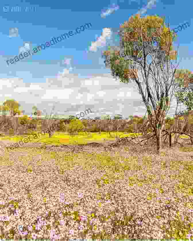 Vibrant Wildflowers Blooming In An Australian Field I Love Australian Flowers (Accidental Learning)