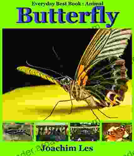 For Kid :Butterfly :Animal For Kid: 50 Photos+: (Kids Bedtime Stories For Kids Children S Kids Fantasy Photo Bed (Everyday Best Book: Animal For Kid 2)